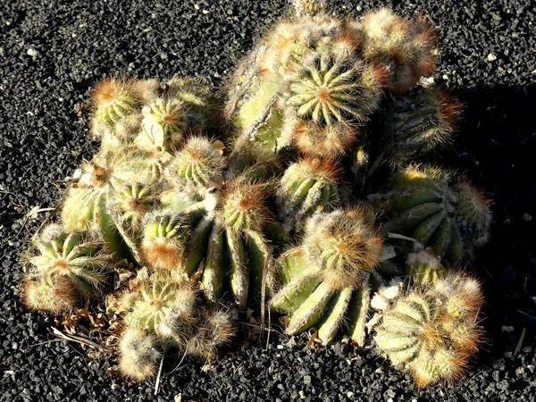 Green Cactus Black Lava Ground Garden — 图库照片