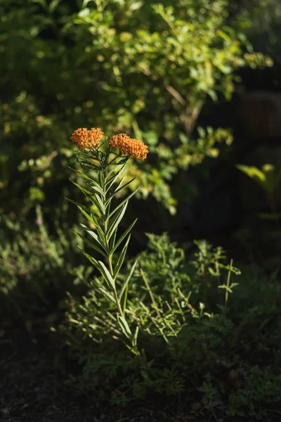 Gros Plan Rhodiola Rosea Dans Jardin — Photo