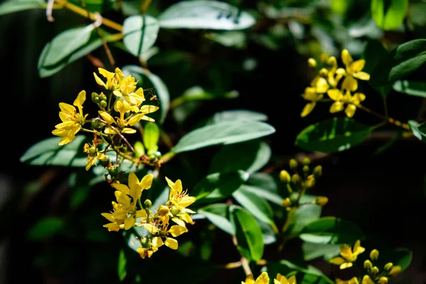 Hojas Verdes Flores Amarillas Con Luz Del Sol Brillando Través — Foto de Stock