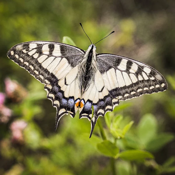 Butterfly Swallowtail Flower — 图库照片