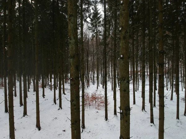 Dense Pine Forest Winter — 图库照片