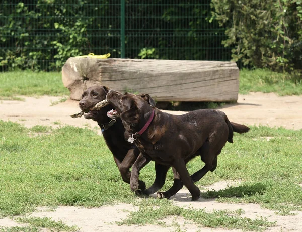 Två Underbara Och Söta Choklad Labrador Leka Med Pinne Park — Stockfoto
