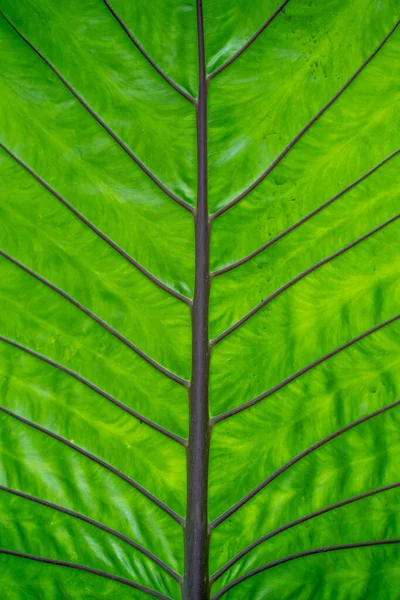 Tiro Vertical Uma Grande Folha Verde — Fotografia de Stock