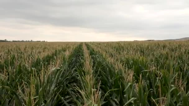 Пшеничне Поле Сільській Місцевості — стокове відео