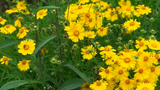 Жовті Квіти Саду — стокове відео