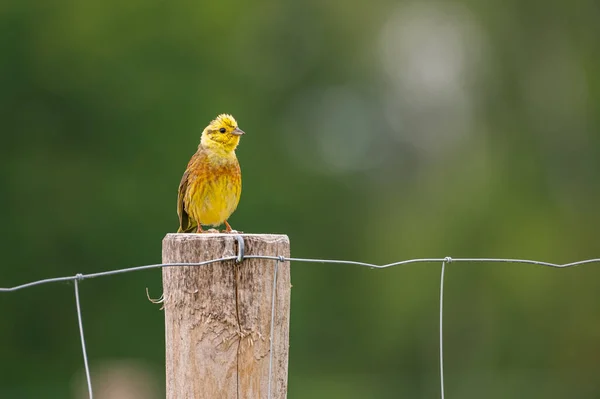 Selectivo Pájaro Amarillo Tronco —  Fotos de Stock