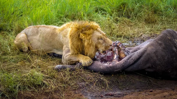 Grande Leão Macho Deitado Grama Comendo Sua Presa Dia Ensolarado — Fotografia de Stock