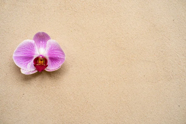 Kvetoucí Růžové Okvětní Lístky Orchideje Izolované Béžovém Betonovém Pozadí Volným — Stock fotografie