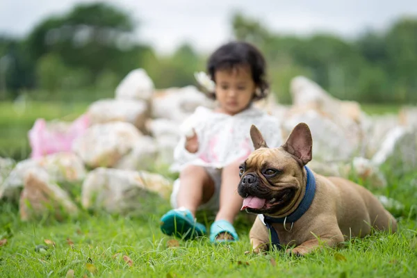 Een Close Shot Van Een Franse Bulldog Liggend Grond Met — Stockfoto