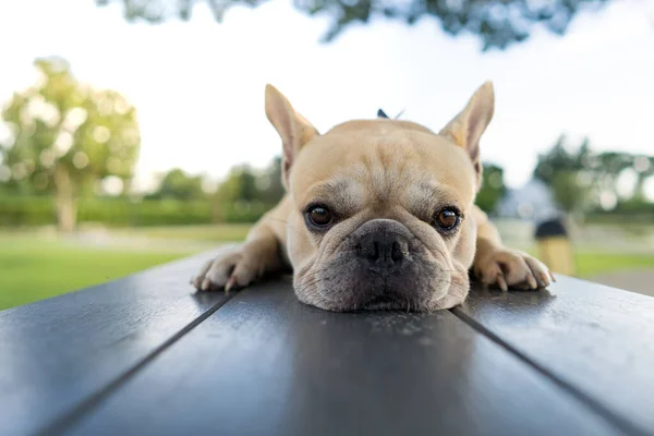 法国斗牛犬在户外躺在地上的特写镜头 — 图库照片