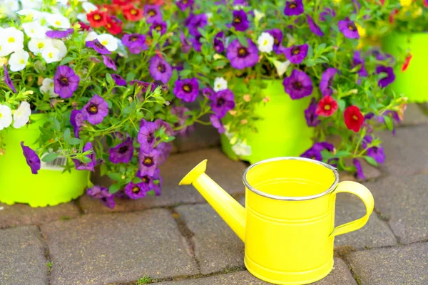 Gros Plan Fleurs Petunia Surfinia Dans Cour — Photo