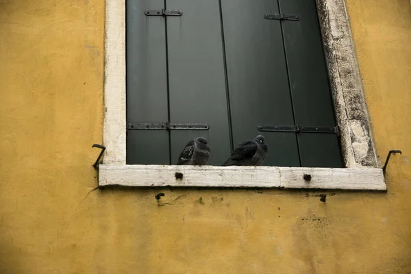 Una Toma Palomas Ángulo Bajo Encaramadas Alféizar Ventana Con Ventanas — Foto de Stock