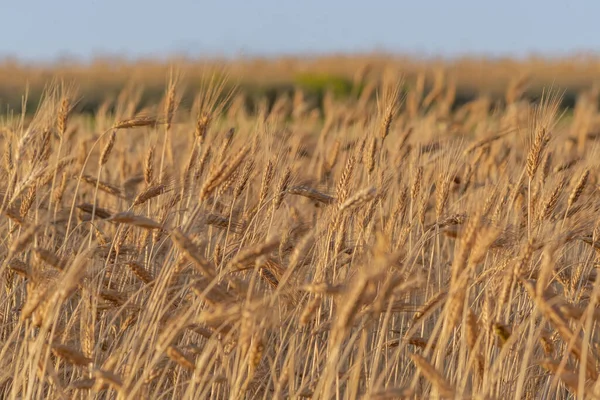 Протирати Золоті Вуха Пшениці Полі Протягом Сезону Збору Врожаю — стокове фото