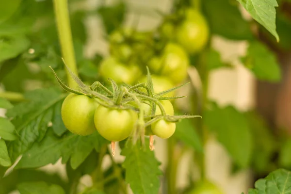 Enfoque Selectivo Cultivo Tomates Vegetación —  Fotos de Stock