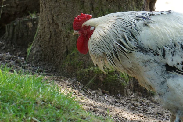 Frango Com Pente Vermelho Terra Fazenda — Fotografia de Stock