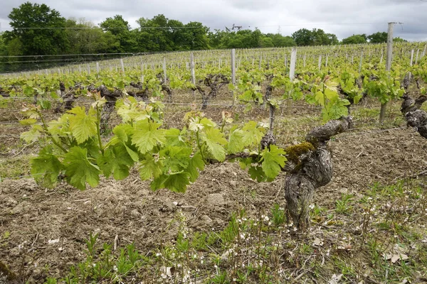 Uitzicht Wijngaarden Van Een Wijndomein Bordeaux Frankrijk — Stockfoto