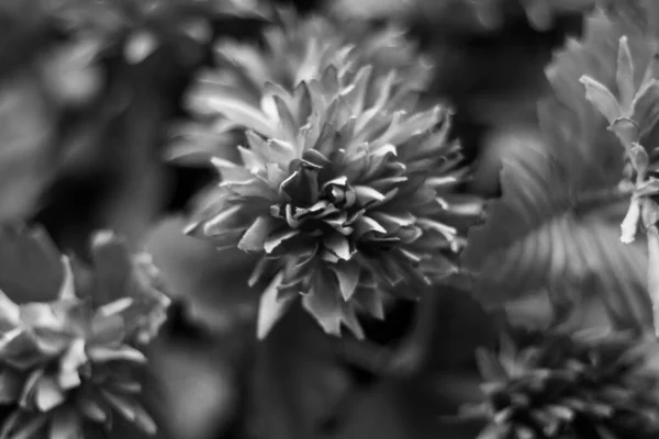 Egy Fekete Fehér Közelkép Krizantém Virágzó Növények Kertben — Stock Fotó