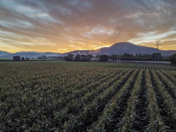 Agave Landscape Sunset Tonaya Tuxcacuesco Jalisco — Stock Photo, Image