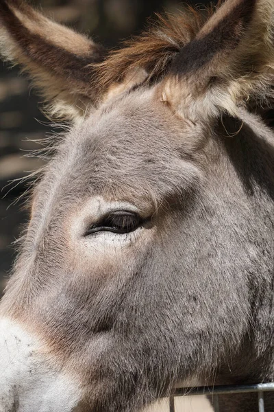 Närbild Åsnas Huvud Solig Dag — Stockfoto