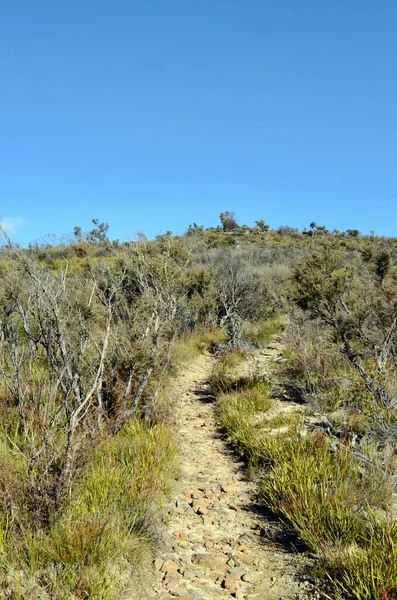 Leura Αυστραλια Ιουλ 2021 Θέα Στο Flat Top Walking Trail — Φωτογραφία Αρχείου