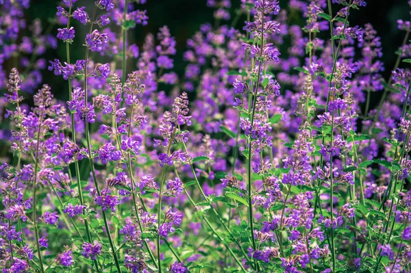 Eine Nahaufnahme Blühender Lila Catnips Blumen — Stockfoto