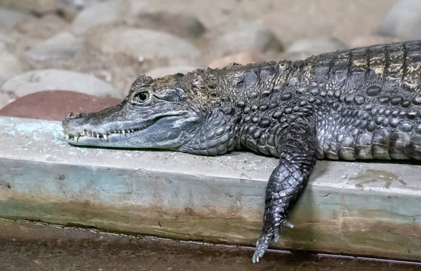 Крупный План Крокодила Лежащего Каменной Стене — стоковое фото