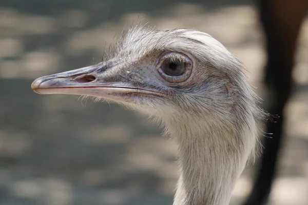 Portrait Common Ostrich — Stock Photo, Image