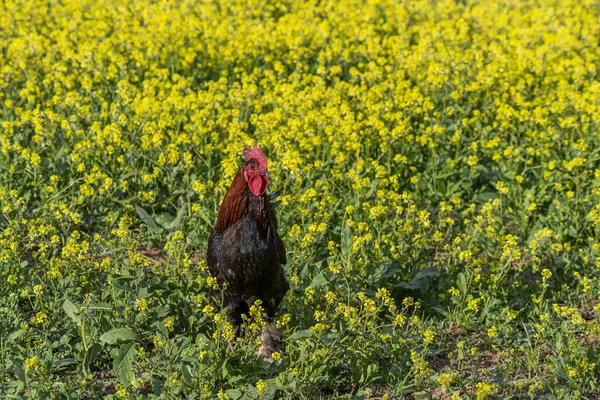 野鸡一种自由放养的公鸡 在乡间农场的绿草中四处游荡 — 图库照片