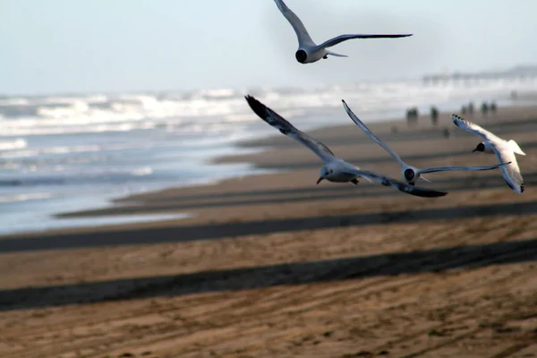 Closeup Shot Group Seagulls Flying Sky Beach — Stock Photo, Image