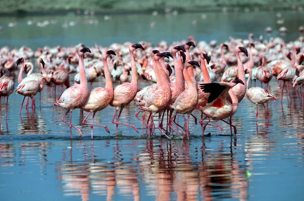 Ein Schwarm Flamingos Auf Nahrungssuche Auf Dem Flachen See Mit — Stockfoto
