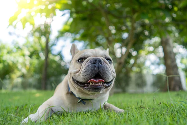 Egy Közeli Kép Egy Aranyos Francia Bulldogról Réten — Stock Fotó