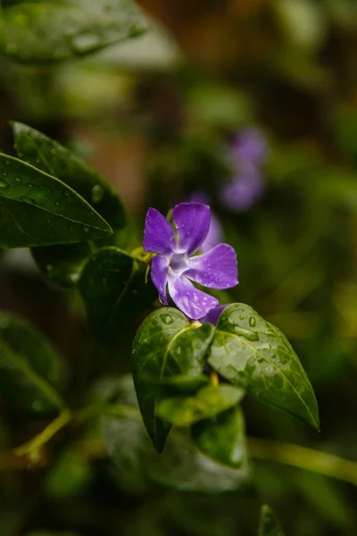 Eine Lila Blume Einem Garten — Stockfoto