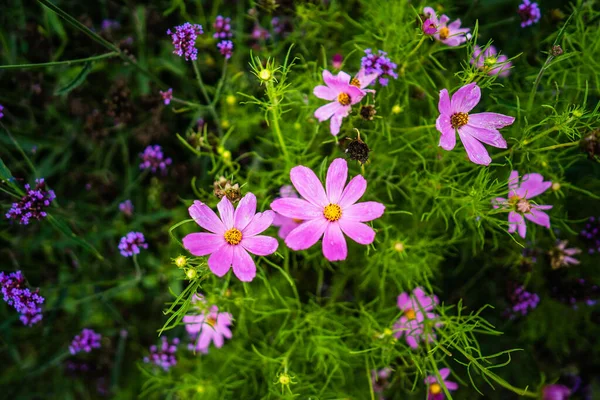 Foco Suave Hermosas Flores Del Cosmos Floreciendo Campo Primavera —  Fotos de Stock