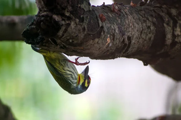 一棵树枝上一只五彩斑斓的小鸟的特写镜头 — 图库照片