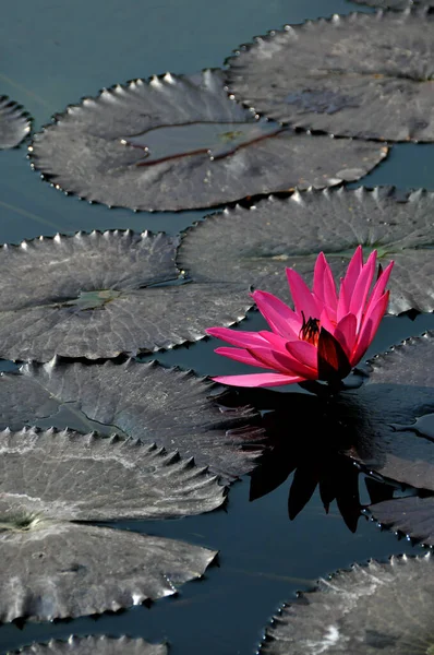 Uma Flor Lótus Rosa Totalmente Florescida Lago Calmo — Fotografia de Stock