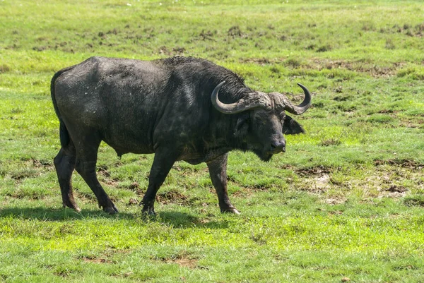 Búfalo Africano Caminhando Campo — Fotografia de Stock