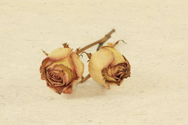 Roses Séchées Sur Fond Papier Texturé — Photo