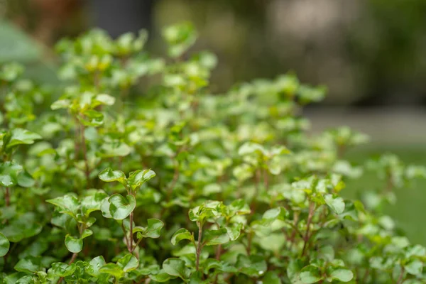 Bahçede Bulanık Arkaplanı Olan Sığ Yeşil Küçük Yapraklar — Stok fotoğraf