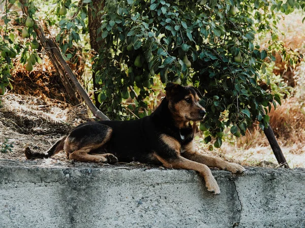 Грациозная Собака Отдыхает Парке — стоковое фото