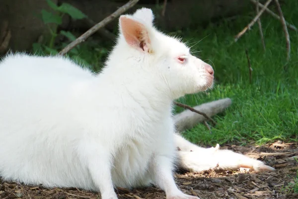 Pequeno Canguru Albino Livre Dia Ensolarado — Fotografia de Stock