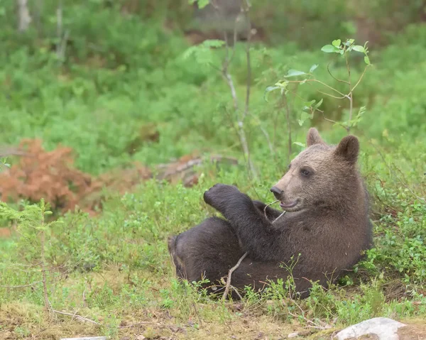 Jovem Urso Marrom Europeu Ursus Arctos Sentado Floresta Verão — Fotografia de Stock