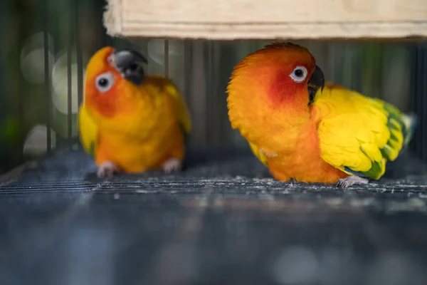 Närbild Färgglada Papegojor Bur — Stockfoto