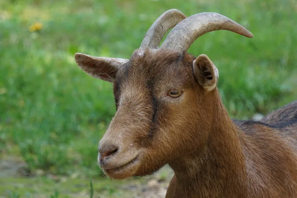 Retrato Una Linda Cabra Campo — Foto de Stock