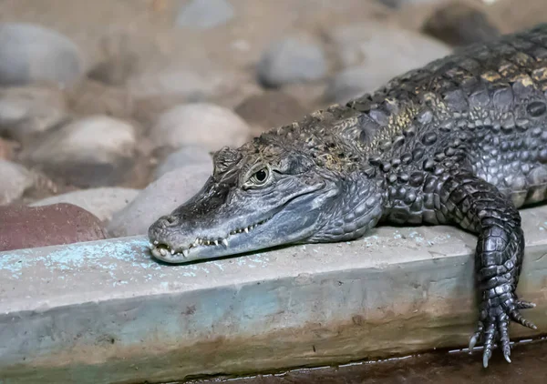 Egy Krokodil Közelsége Kőfalon — Stock Fotó