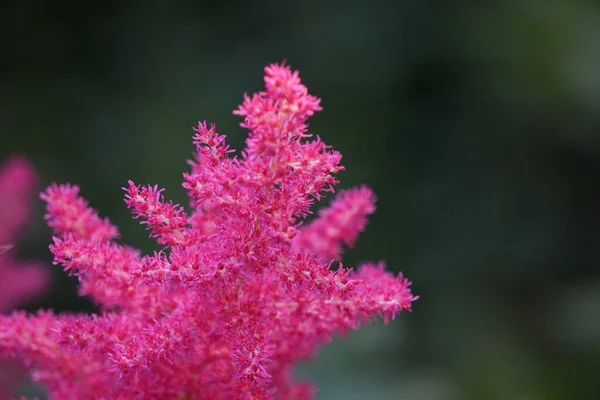 Eine Schöne Blühende Pflanze Namens Falscher Ziegenbart Mit Verschwommenem Hintergrund — Stockfoto