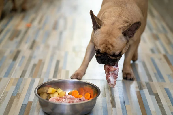A French bulldog eating raw chicken bones