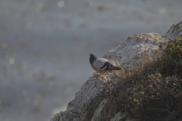 Foyer Peu Profond Pigeon Perché Sur Rocher Près Mer — Photo