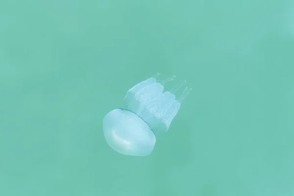 Medusas Blancas Bailando Agua Mar Azul Claro — Foto de Stock