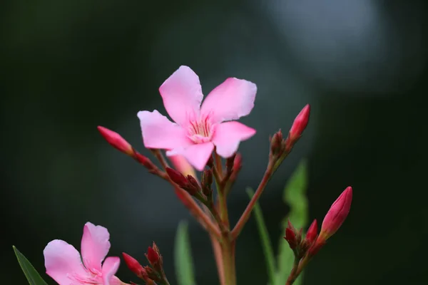 공원에 아름다운 분홍빛 꽃봉오리 — 스톡 사진
