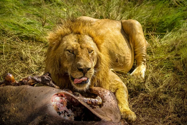 Grande Leão Macho Deitado Grama Comendo Sua Presa Dia Ensolarado — Fotografia de Stock